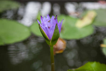 Blue lotus blooming. In the pond at the park. Have bee looking for nectar in the lotus.の写真素材