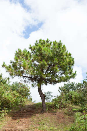 One tree that grows on the corridor. Tract on high mountain with bushes and grass.