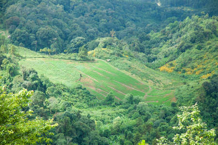 Agricultural areas in the mountains. Mountain forest Massively tree cover