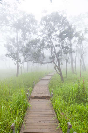Wooden bridge walkway.Sides of the trees and meadows.の写真素材
