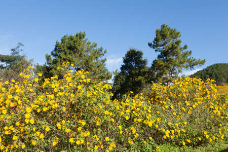 Field of yellow flowers on the mountain. The north of the country is cold at the end of the year.の写真素材