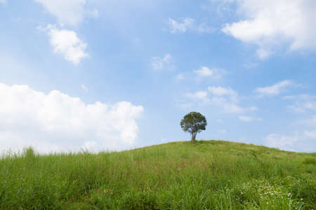 Single tree on a hill. Cloudy sky clear And verdant meadowsの写真素材