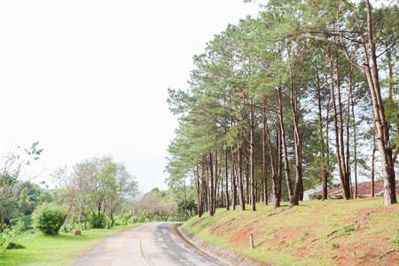 Pine street. Pine were planted along the street, a street lined trails on the Mountains.の写真素材