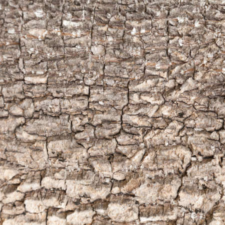 Surface cracks of trees. The split in the trunk of the tree is split.の写真素材