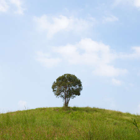 Single tree on a hill. Cloudy sky clear And verdant meadowsの写真素材
