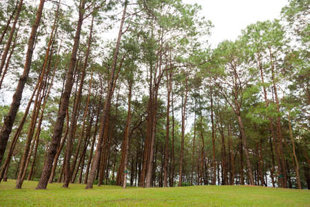 Pines growing on the grassy knoll.