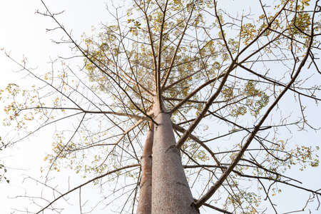 The branching out a lot, but very rarely leaves.の写真素材