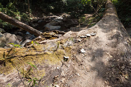 Large trees falling.