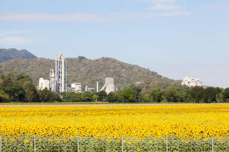 Factory means a field of sunflower. Plants located near agricultural areas of Sunflower.の写真素材