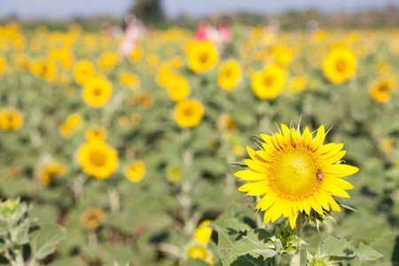 Sunflowers in the field. Sunflower sunflowers in full bloom in the morning.の写真素材