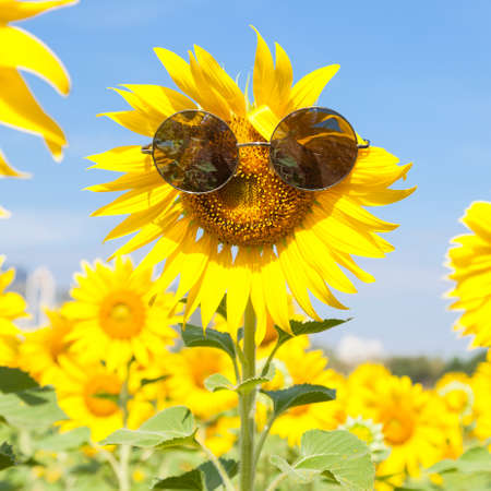 Glasses with sunflowers. Clear sky cleared in sunflower field.の写真素材