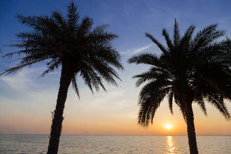 Palm trees, lake in the morning. The sun was rising slowlyの写真素材