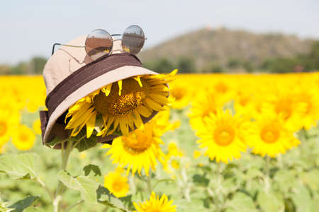 Wear a hat and sunglasses for sunflower. Holiday vacations in the sunflower sunflower fields in full bloom.の写真素材