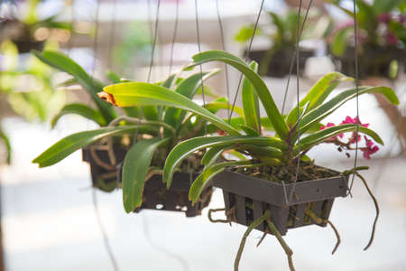 Potted orchids. Hanging in the garden Small orchidsの写真素材