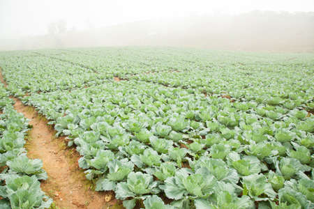 Agriculture cabbage areas planted cabbage big mountain cold.の写真素材