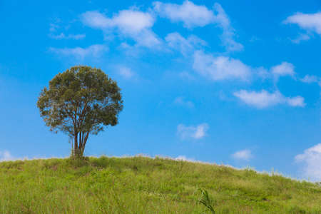 Big tree on a hillside. A large tree in the middle of pastures. Mostly clear skiesの写真素材