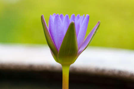 Blooming lotus. Lotus blue are starting to bloom in the morning in the garden.の写真素材
