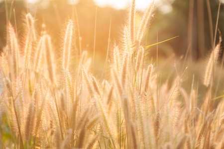 Flower of grass. Grass on the roadside in the evening sun shines.の写真素材