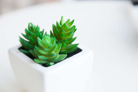 Tree decorated by a small white pot on the table of the restaurant.の写真素材