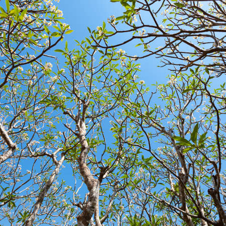 Trees in the garden in full bloom, flowering gardens. Behind clear skies