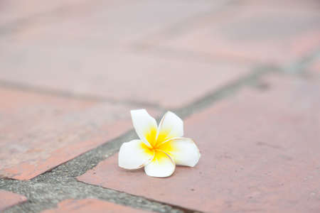 White flower on the ground White flower that fall from the trees on the pathway in the garden.の写真素材