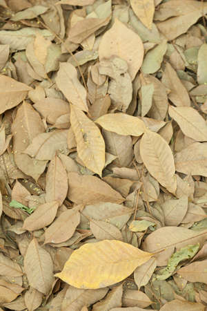 Dry leaves. Leaves raise deposits within the rubber plantations.の写真素材