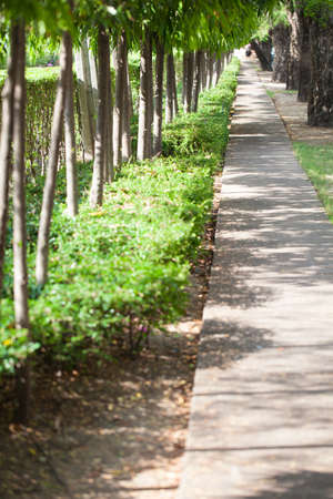 walk in the park. There are tall trees and shrubs planted beside the walk in the park.の写真素材