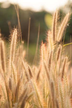 Flower of grass. Grass on the roadside in the evening sun shines.