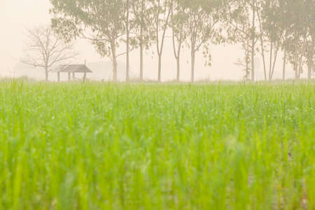Cottage in the middle of rice fields. Cool in the morning fog.の写真素材