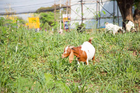 Goat eating grass. Goats, cattle are living the grass by the roadside.の写真素材
