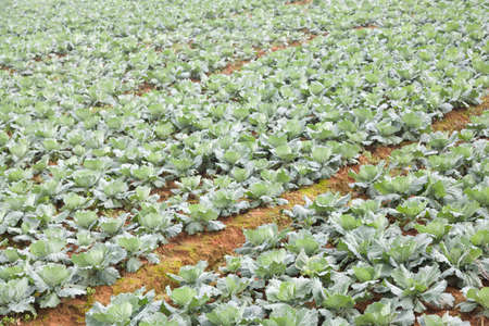Agriculture of cabbage の写真素材