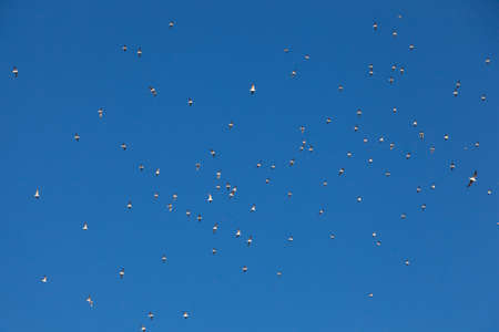 Seagulls flying in sky on the evening at sunset.の写真素材