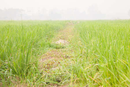 Rice in the rice fields. Crops grown in a long line up neatly.の写真素材
