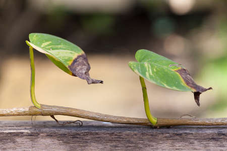 Bright leaves two leaves of a tree on the old timber in the garden.の写真素材