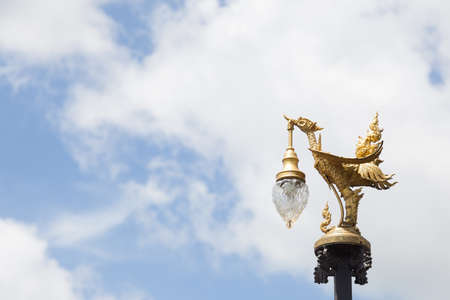Lighting bird on a power pole on the back in fine weather and clear skies.