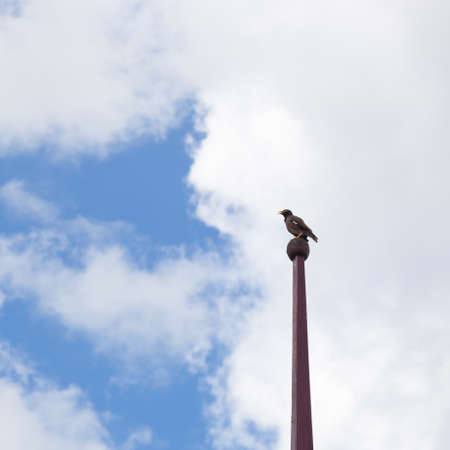 Standing bird perched on a light pole. And screaming in sunny clear day.