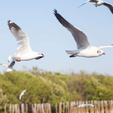 Seagulls near the mangroves. As a source of food for birds