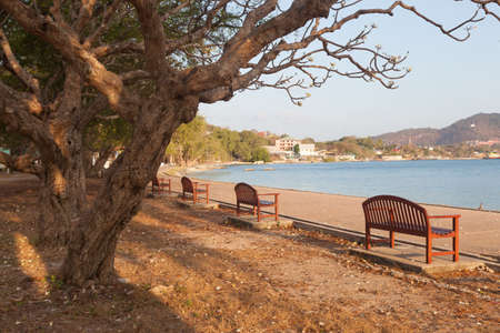 Bench under a tree Benches are located along the path near a long row of trees.の写真素材