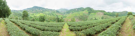 Panorama plantation planted with tea plantations, farmers grow tea trees. Mountain areas for plantations.の写真素材