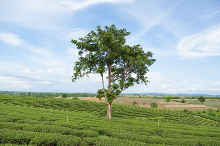 Big Tree. In Tea Plantation Tea Plantation in arable farming on the mountain.の写真素材