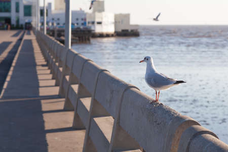 Seagull perched on the railing. Aside from the sea and mangroves for food.