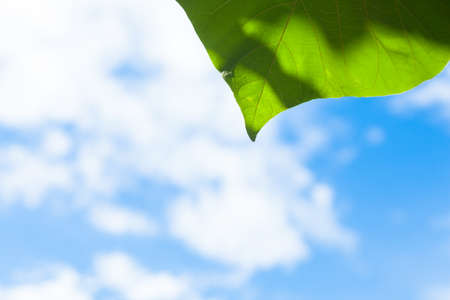 Tree leaf and sky, beneath the tree. Clear skyの写真素材