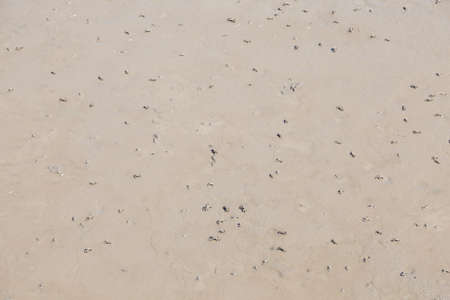 Crabs on the mud Mangrove crab with a lot.の写真素材