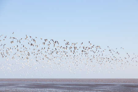 Seagull flying in the sky. Seagull foraging and migration.の写真素材