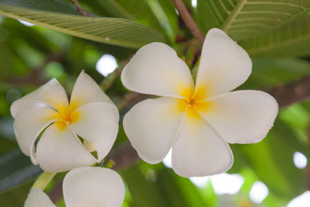 White flower in full bloom Sitting in a tree with fragrant flowers.