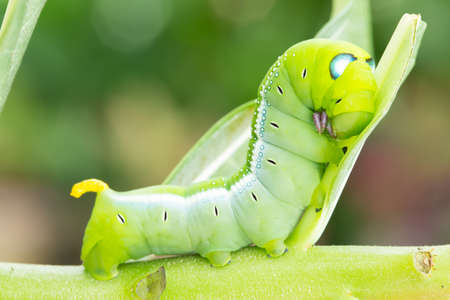 Worm the caterpillars eating leaves and stems of plants.の写真素材