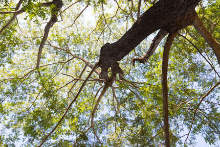 Under a tree with branches Branches of trees that are spread around the tree, the shade.