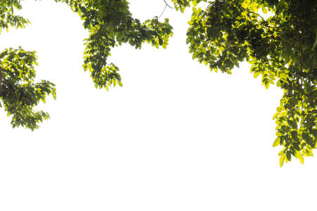 Leaves and branches of a tree on a white background. White backdrop makes the background to make it...