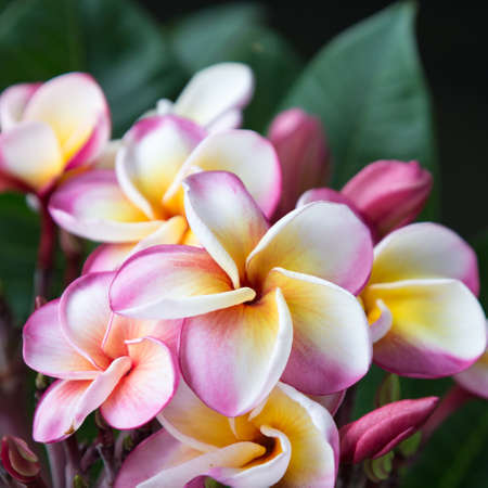 Plumeria flower in full bloom fragrance planted in the garden.の写真素材