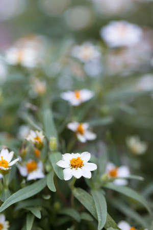 Small white flowers With yellow stamens in full bloom in the garden.の写真素材